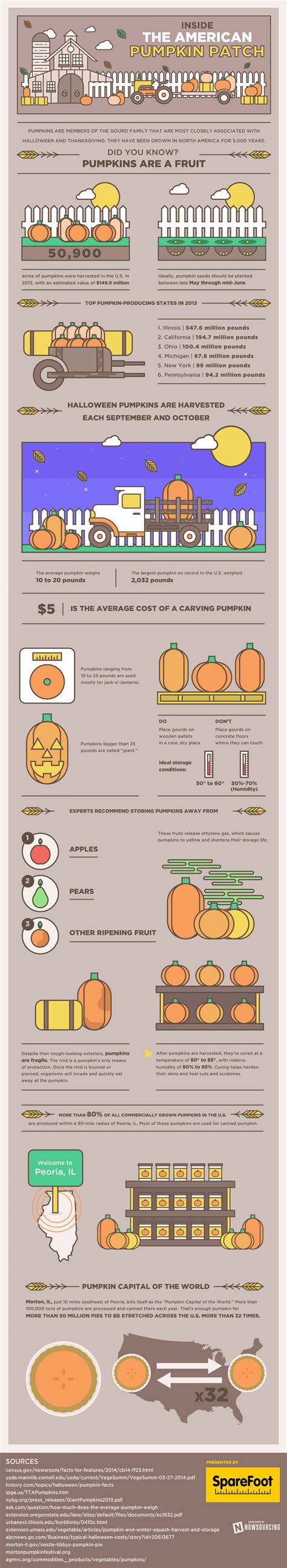 Pumpkin Facts | Visual.ly | Infografica