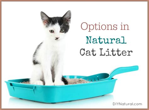 Natural Cat Litter Choices: Use What Works Best For Your Pet