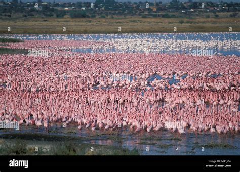 Greater flamingo colony hi-res stock photography and images - Alamy