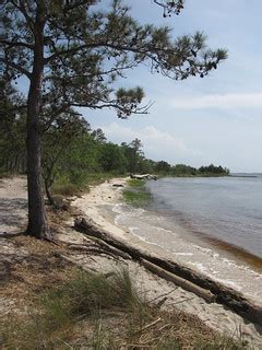 Carolina Beach State Park (3) | at Carolina Beach State Park… | Flickr