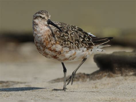 Curlew Sandpiper s DSC_8302 | Curlew Sandpiper Tern Island C… | Flickr