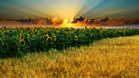 Download Nature Sunflower HD Wallpaper