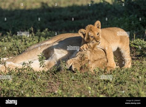 Lion cubs playing Stock Photo - Alamy