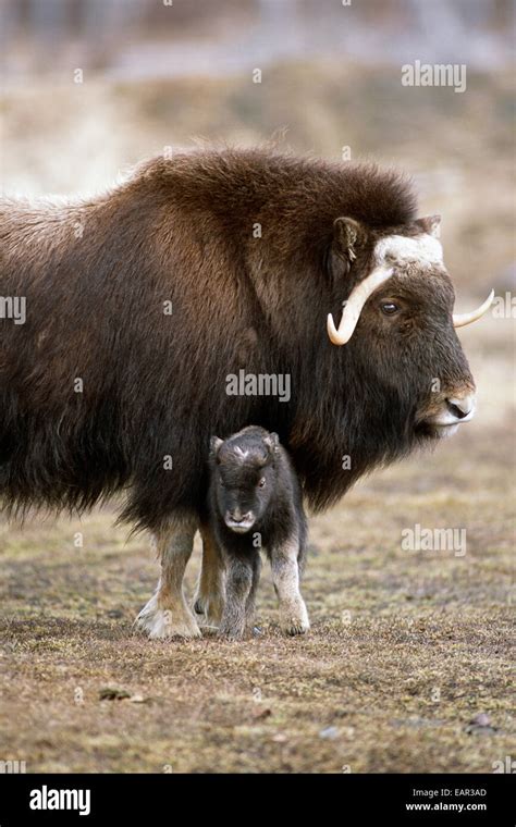 An Adult Musk Ox And Calf Standing At The Alaska Wildlife Conservation Center Near Portage ...