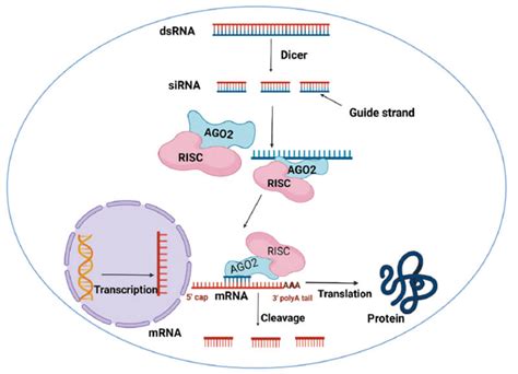 SiRNA technology: Silencing genes to cure diseases