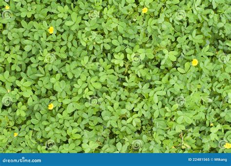 Plants Texture With Tiny Leaves Royalty Free Stock Photo - Image: 22481565