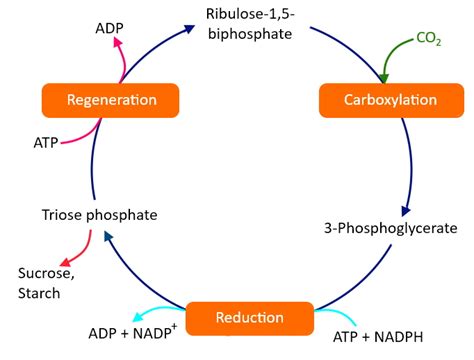 Primary acceptor of $C{ O }_{ 2 }$ in photosynthesis is(a)Phosphoric acid(b)Ribulose phosphate(c ...