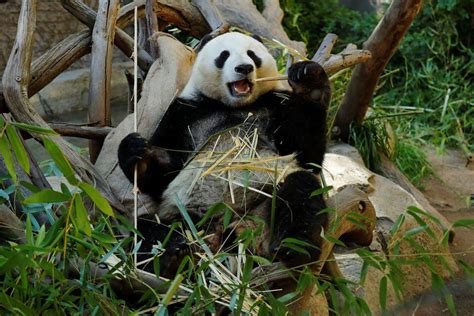 Pandas set to leave San Diego Zoo after two-decade loan from China