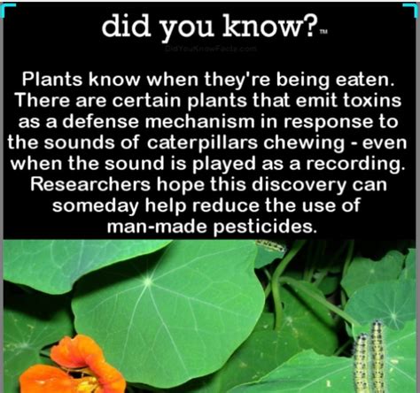 Interesting fact about plants : r/Damnthatsinteresting