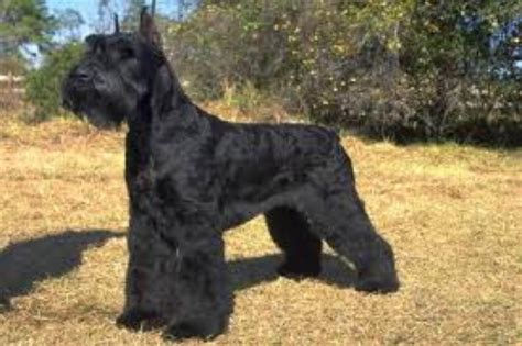 Giant Schnauzer vs Airedale Terrier - Breed Comparison