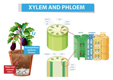 Diagram showing xylem and phloem in plant 7396776 Vector Art at Vecteezy