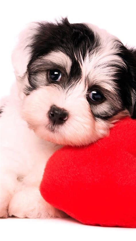 Puppy Love Wallpapers - Wallpaper Cave