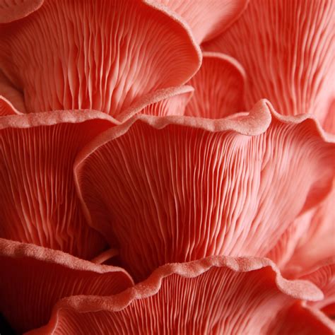 Pink Oyster Mushrooms – Smithy Mushrooms | Exotic Fresh & Dried Wild