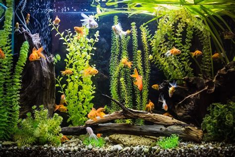 Best Cold Water Aquarium Fish: Top 21 Choices