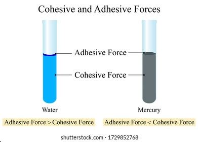 Cohesive forces : 312 images, photos et images vectorielles de stock ...