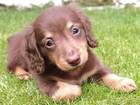 Dachshund Miniature, Long Haired - SpockTheDog.com