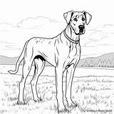Great Dane Coloring Pages  Free & Printable sketch template
