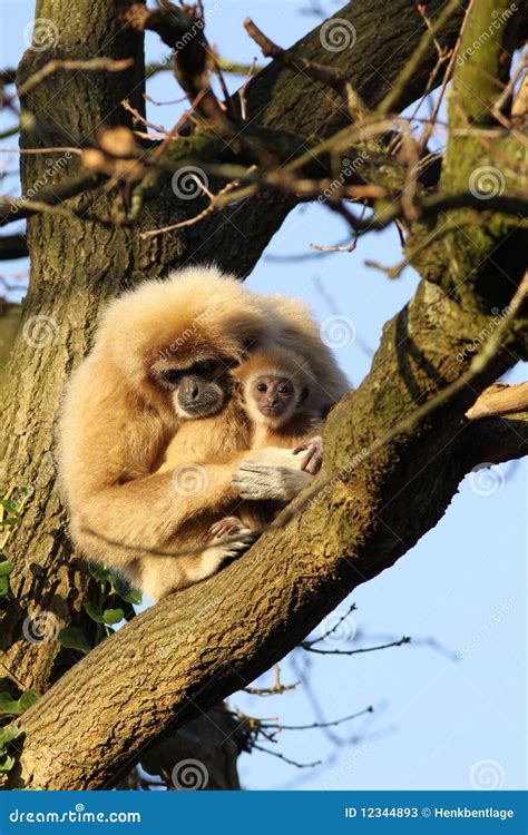 Gibbon Monkey with a Baby in the Tree Stock Image - Image of branch ...