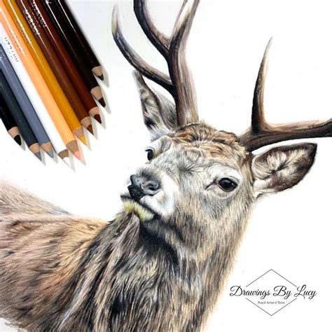 Elk Drawing Color