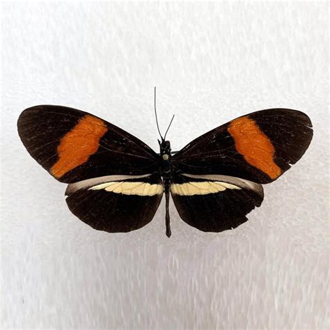 Heliconius Butterfly | Museum of Natural History | University of ...