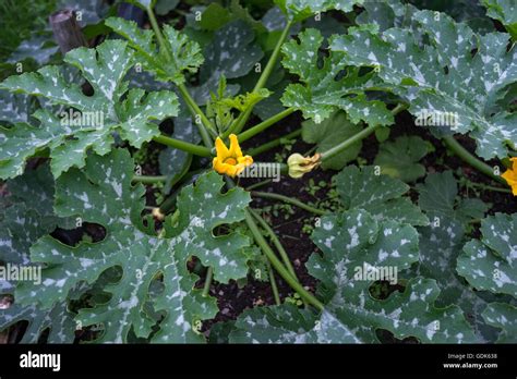 summer squash plant with flower Stock Photo - Alamy