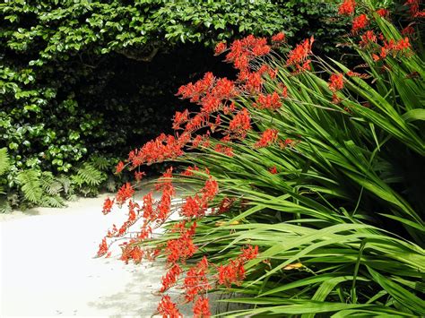 Crocosmia 'Lucifer' Growing Guide With Mark Wash, Owner At Trecanna ...