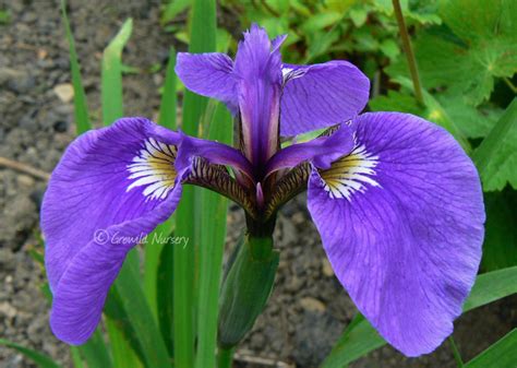 Iris setosa with Ink Black Seed Pods