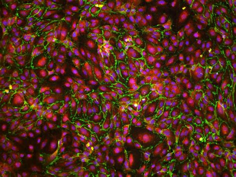 Anti-VE-Cadherin Antibody AF938: R&D Systems