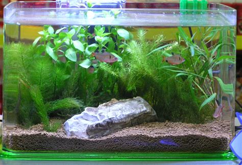 My Fresh Water Aquarium - Natural Planted Tank (Walstad Method).: Nano Aquariums.