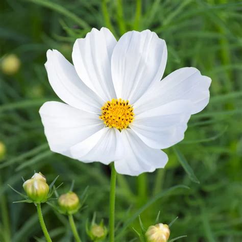 Beautiful white cosmos flower Stock Photo by ©nirutdps 38940407