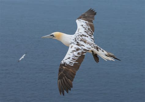 Gannet Bird Facts | Morus Bassanus