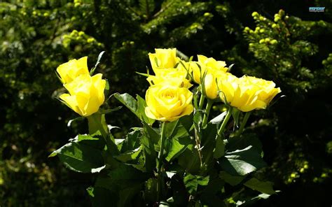 Yellow Rose Flower Wallpapers - Wallpaper Cave