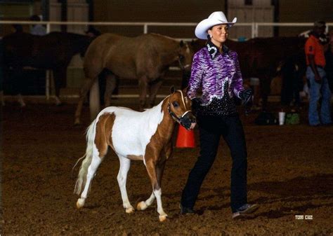 Relentless Miniature Show Horses on EquineNow