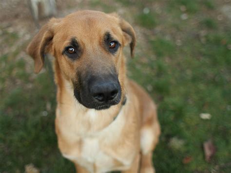 Lewis - German Shepherd mix puppy