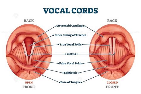 Vocal cords labeled anatomical and medical structure and location ...