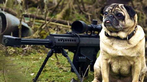 Sniper Pug - YouTube