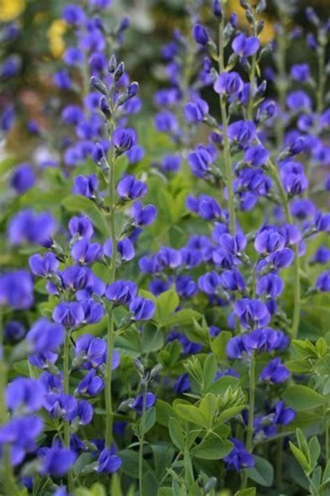 50 BLUE WILD INDIGO (False Indigo) Baptisia Australis Flower Seeds en ...