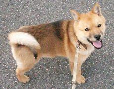 Hokkaido Dog Info, Temperament, Puppies, Pictures