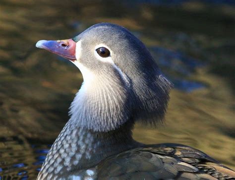 Mandarin Duck (female) by NurturingNaturesGift | Mandarin duck, Duck ...