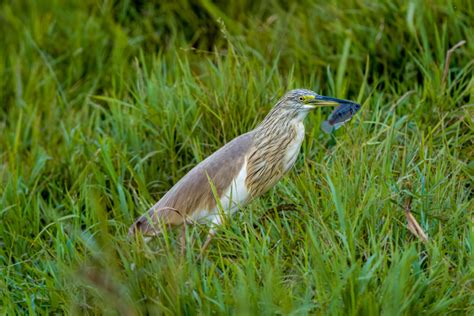 Squacco Heron, Gambia 2022 by hennie dekker / 500px