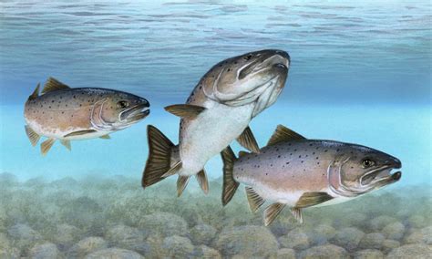 Maine’s Atlantic salmon likely to be on ‘endangered’ list for another ...