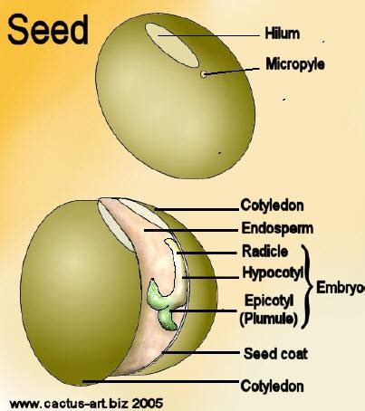 Seed