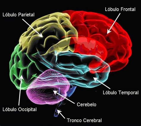 El Cerebro y sus Componentes: El Cerebro y sus Partes