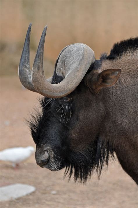 Black Wildebeest | Animals beautiful, African animals, Wildebeest