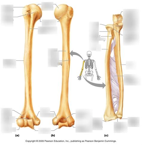 Humerus, Radius, Ulna Diagram | Quizlet