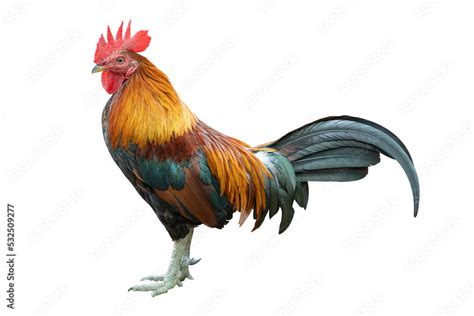 Gamecock rooster isolated Stock Photo | Adobe Stock