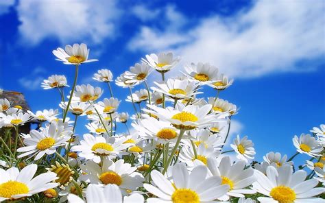 🔥 Download Daisies Wallpaper by @melvinw20 | Daisy Wallpaper, Princess Daisy Wallpaper, Daisy ...