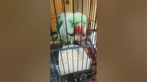 parrot mithu. blueberries channel - YouTube