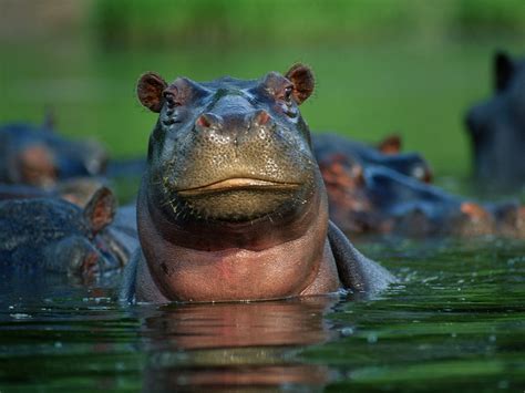 Baby Hippopotamus Mouth