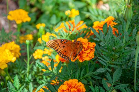 Ready for a Butterfly Garden?